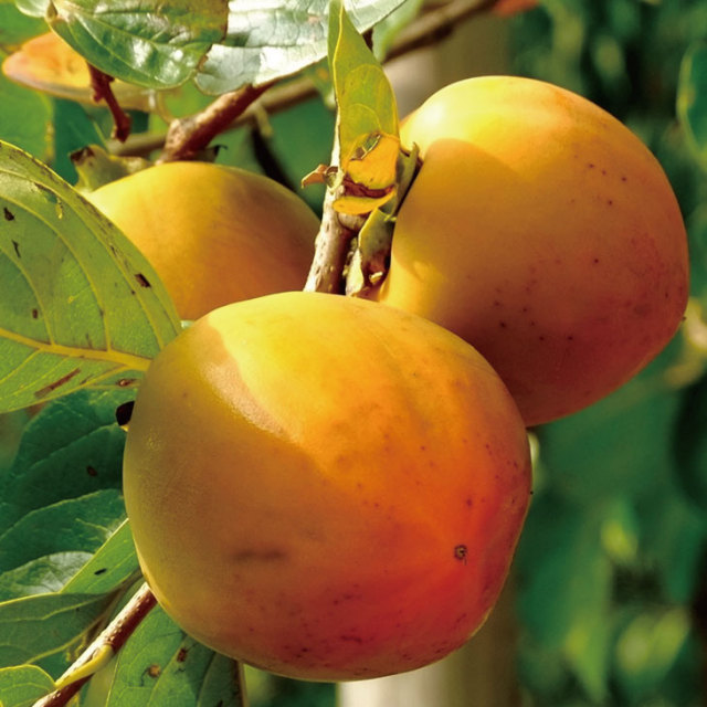 甘柿 苗木の専門店 【グリーンでGO！】