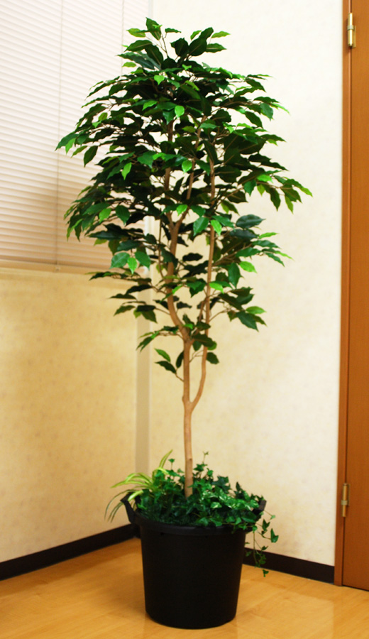 光触媒 光の楽園 ベンジャミン 高さ 1.6m【インテリア フェイク