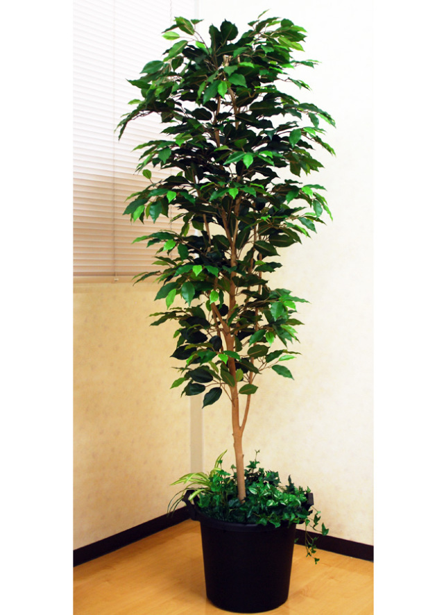 光触媒 光の楽園 ベンジャミン 高さ 1.8m【インテリア フェイク