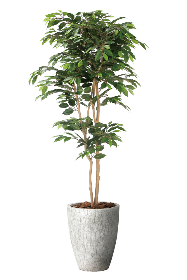 光触媒 光の楽園 ゴムの木 高さ 1.8m【インテリア フェイクグリーン