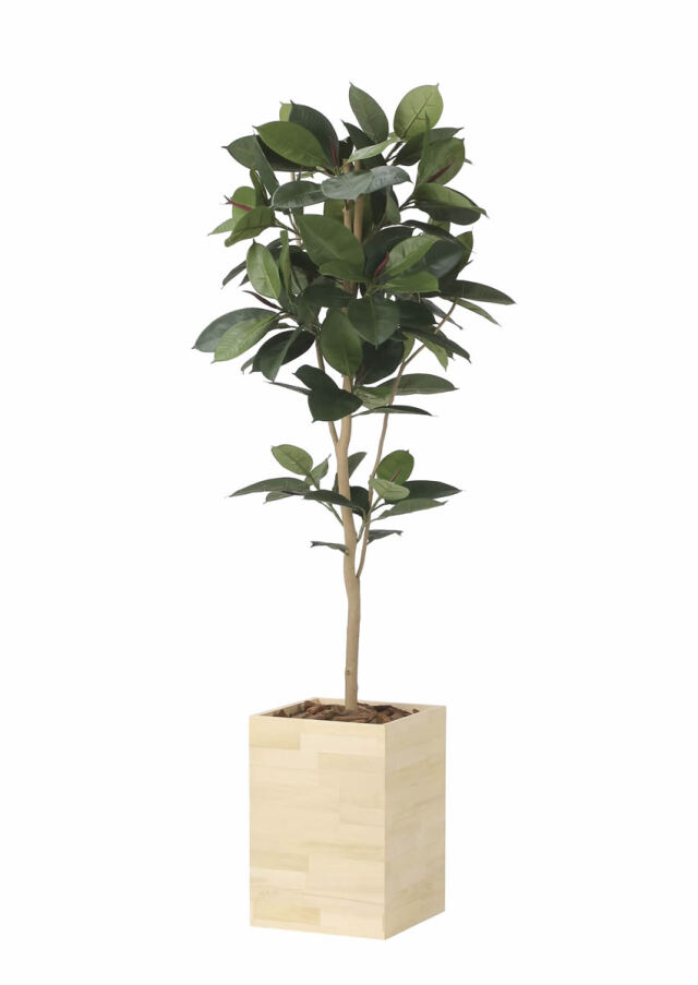 光触媒 光の楽園 ベンジャミン 高さ 1.6m【インテリア フェイク