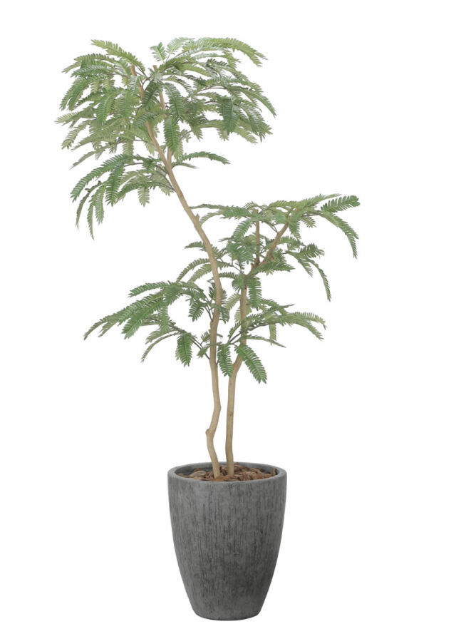 光触媒 光の楽園 ベンジャミン 高さ 1.8m【インテリア フェイク