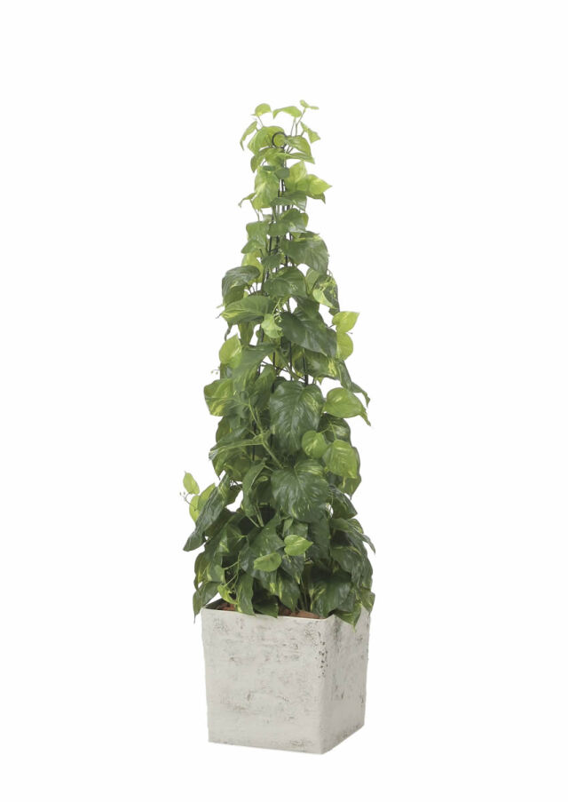 グリーンスシリーズ タイリッシュシリーズ