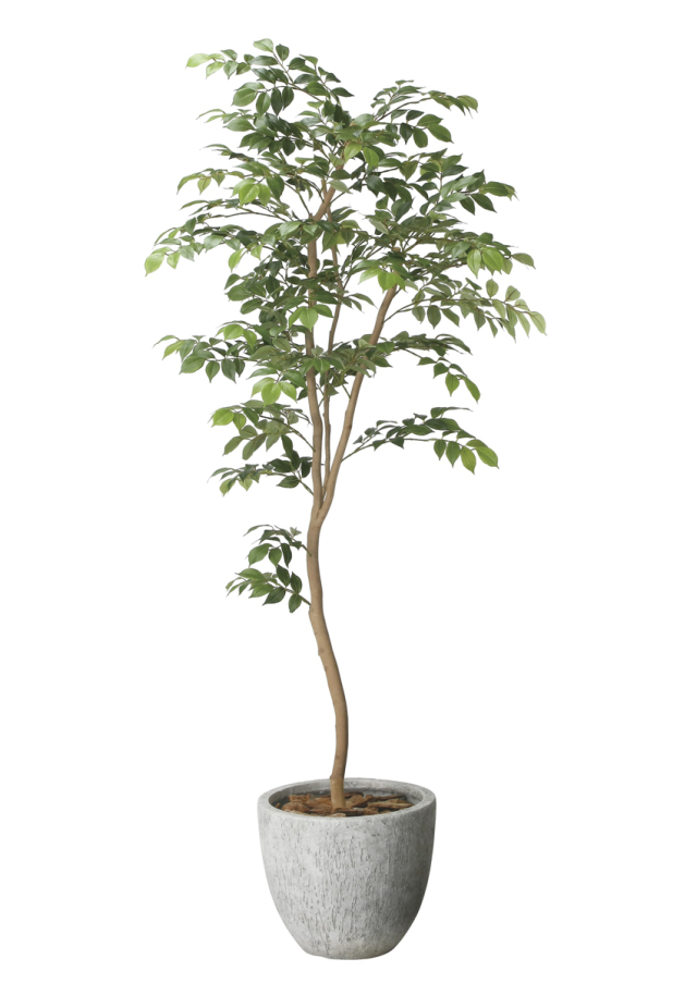 光触媒 光の楽園 ウッドボックスショウナンゴム1.8m【インテリア