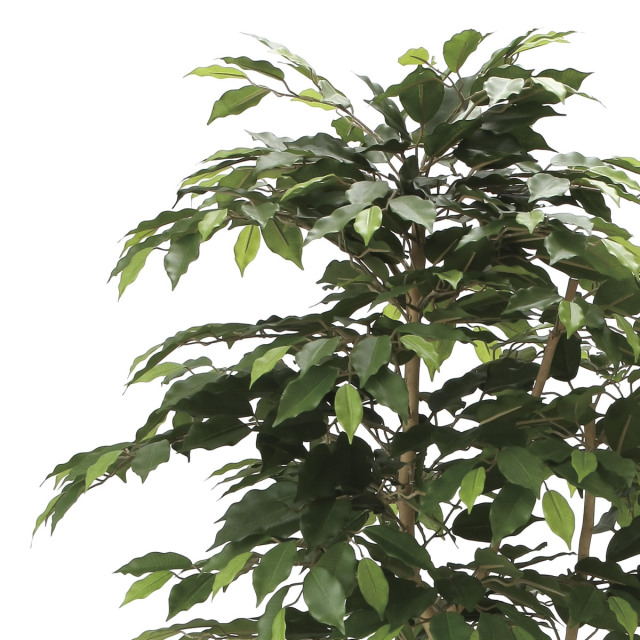 光触媒 光の楽園 ベンジャミン 高さ 1.6m 【インテリア フェイク