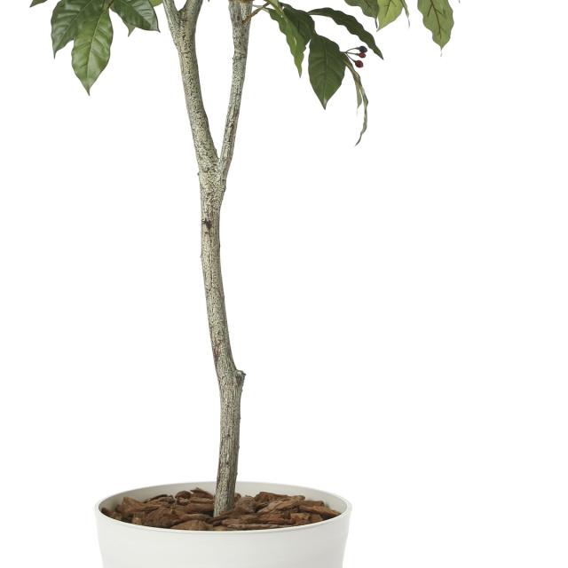 光触媒 光の楽園 コーヒーツリー 高さ 1.8m 【インテリア フェイク