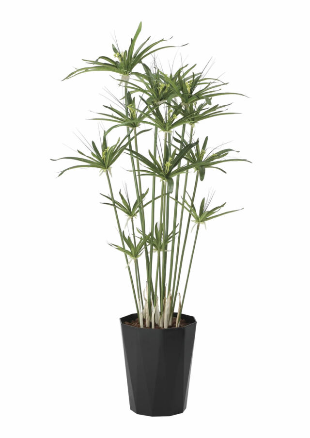 光触媒 光の楽園 ナチュラルトラベラーズパーム1.6【インテリア