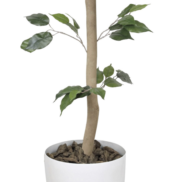 光触媒 光の楽園ベンジャミントピアリー 高さ 1.5m【インテリア