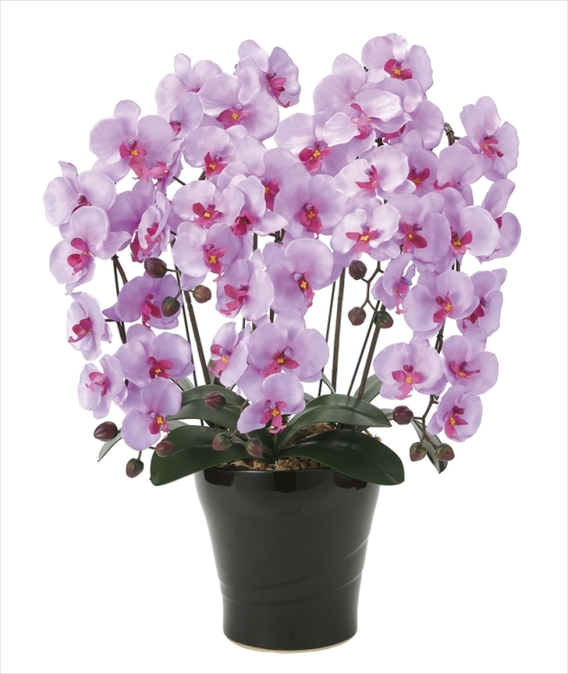 60cm以上 造花と観葉植物の専門店 光の楽園