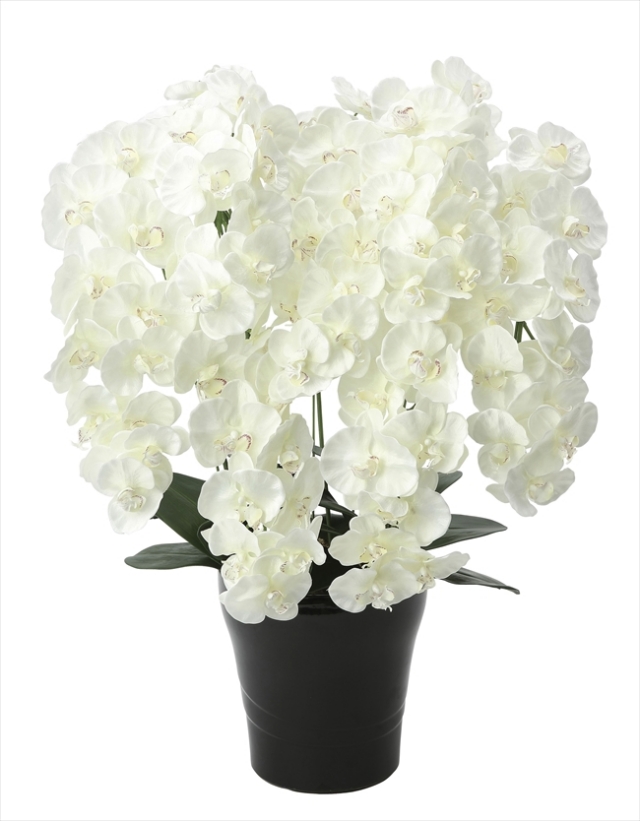 光触媒 光の楽園プレミアム胡蝶蘭7本立W【アートフラワー 造花