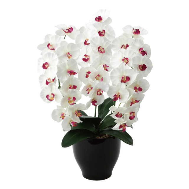 光触媒 光の楽園プレミアム胡蝶蘭7本立W【アートフラワー 造花