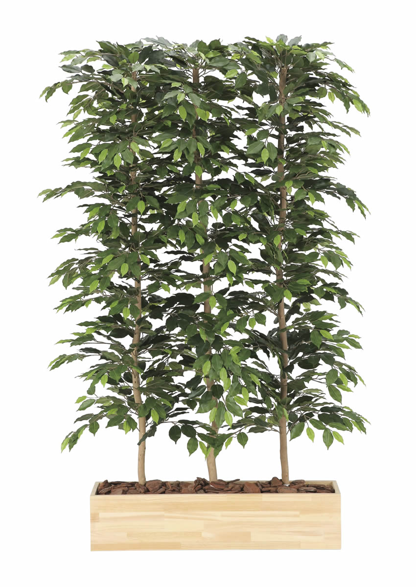 光触媒 光の楽園 ウッドプランターベンジャミン1.8（組立式