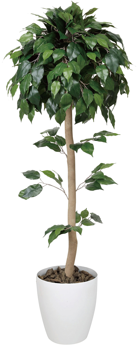 光触媒 光の楽園ベンジャミントピアリー 高さ 1.5m【インテリア