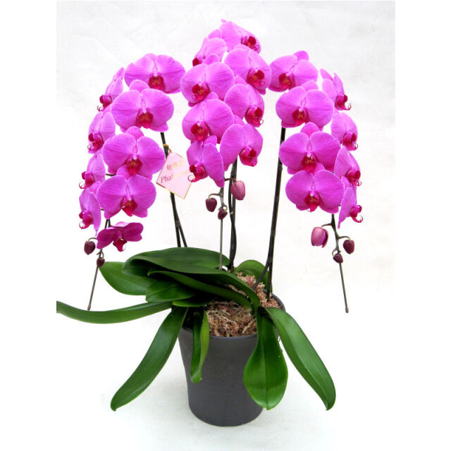 胡蝶蘭 ピンク 3本立ち 33輪】 岐阜の花屋なら花夢館