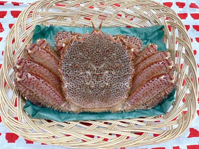 もっと！大きな活毛ガニ1匹 三陸・宮古の美味しい魚介を食卓に 岩船商店