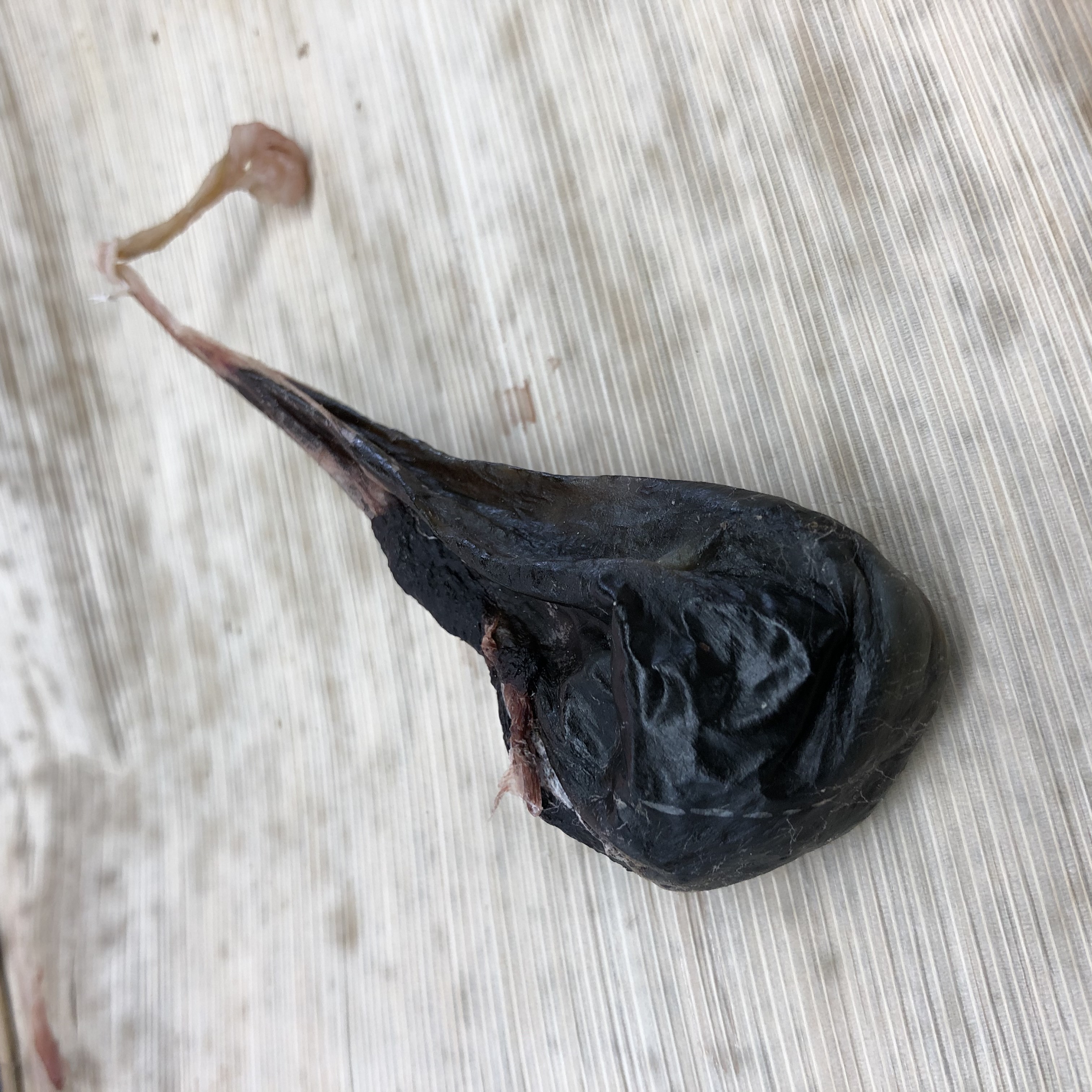 天然猪肉 胆嚢(たんのう) 猪肉・ジビエの専門店 石井精肉店