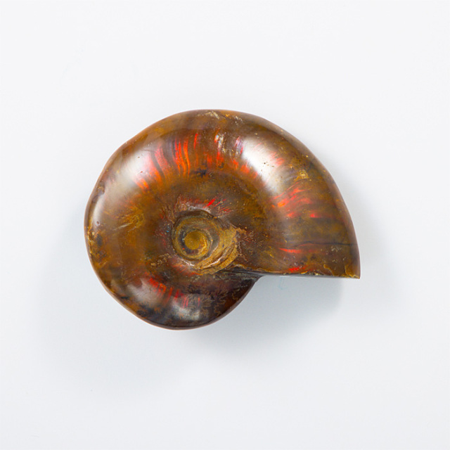 オパール化アンモナイト 化石 （マダガスカル産） No.45 | 神棚・神具