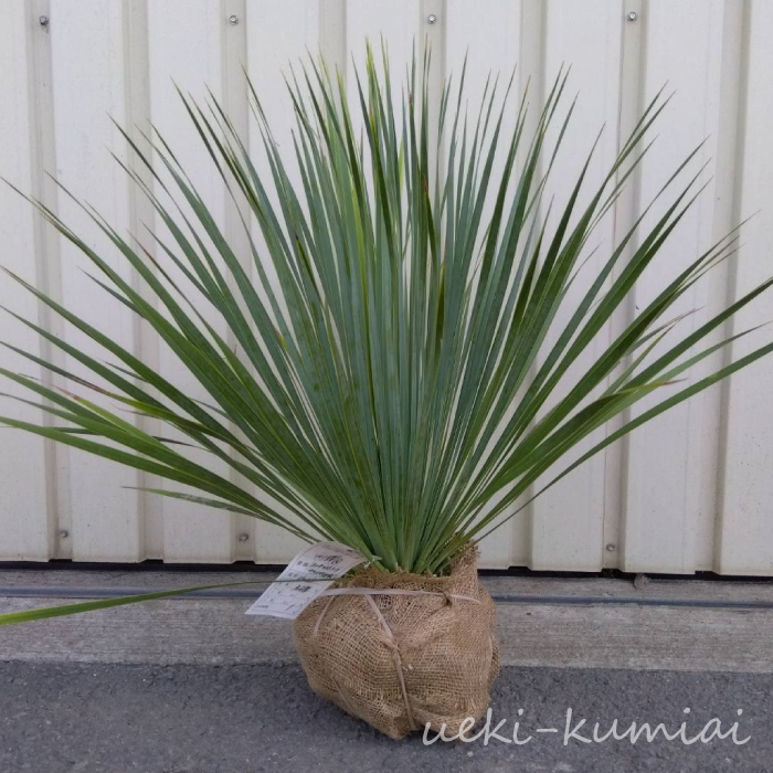 ユッカ ロストラータ サファイアスカイズ