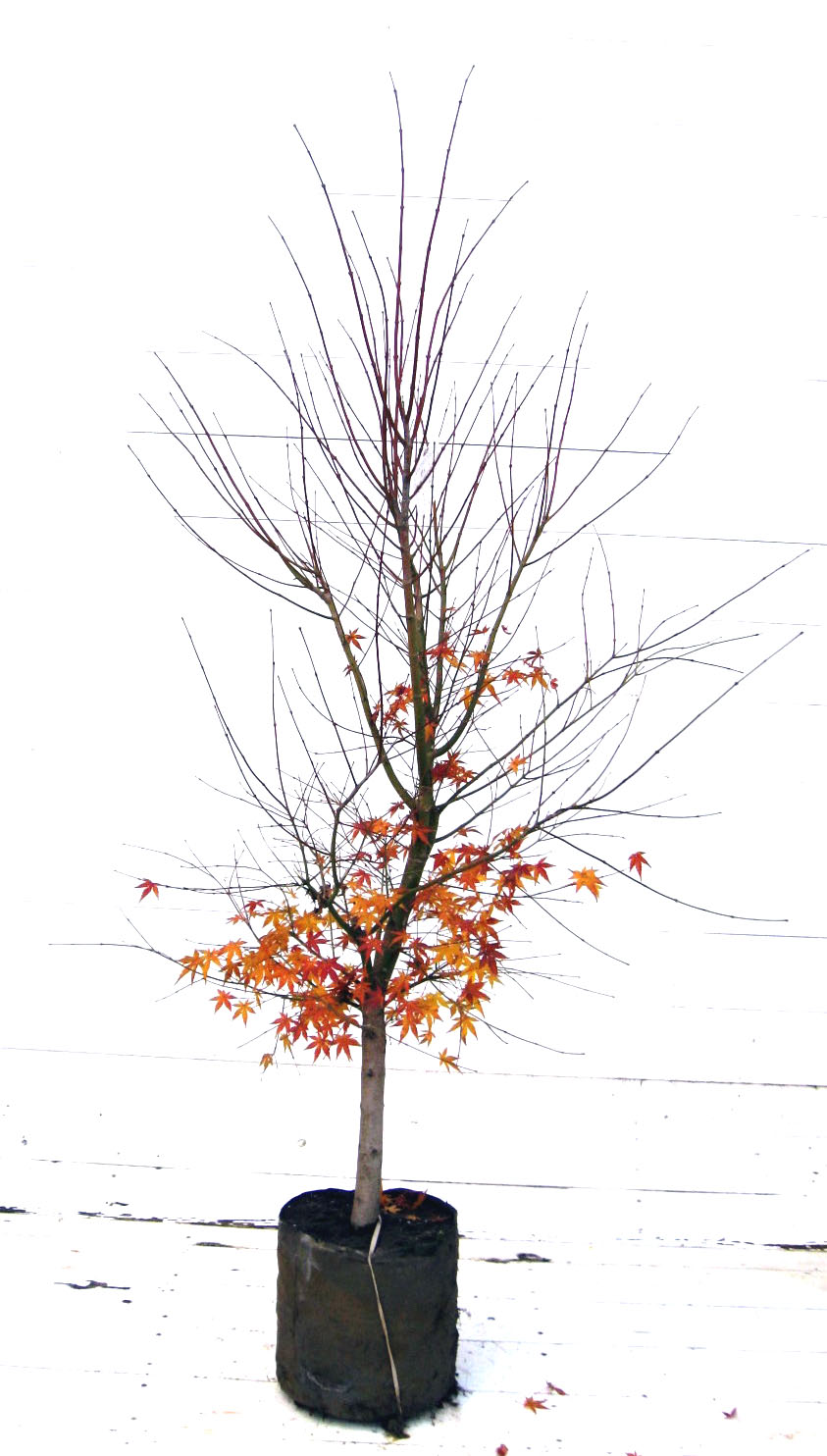 イロハモミジ 高さ約1.5m