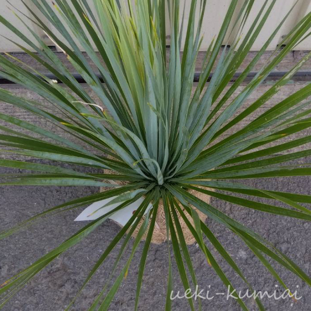 ユッカ ロストラータ サファイアスカイズ