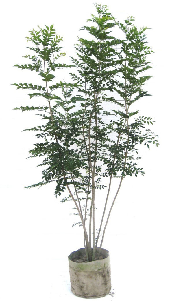 カクレミノ 株立ち 高さ 約1.0m