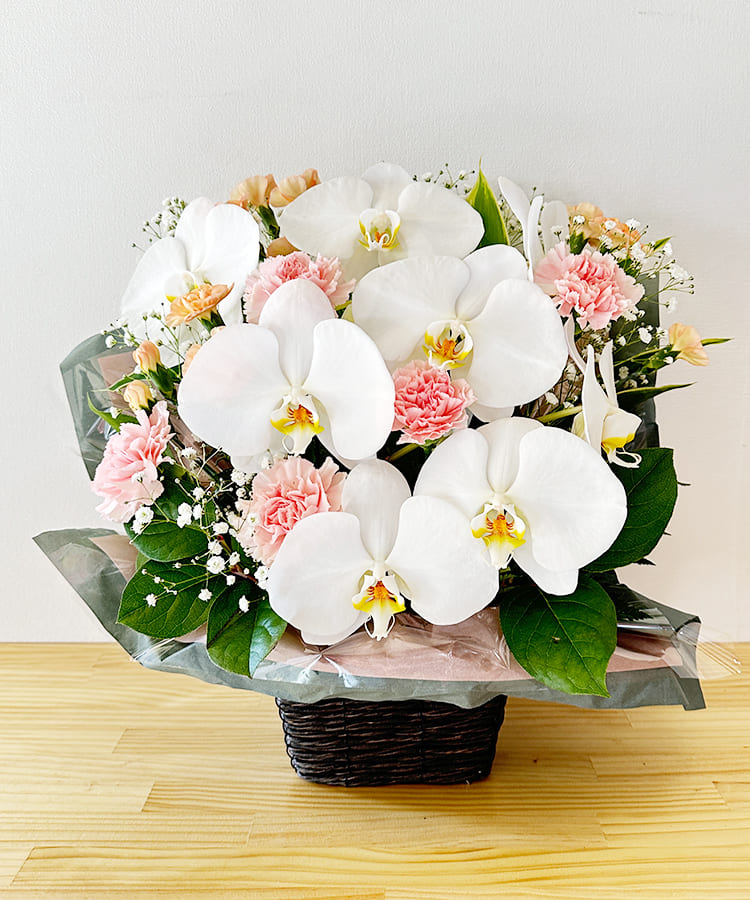 ギフト向け 胡蝶蘭 アレンジSパステル 生花｜お祝いギフトなら胡蝶蘭