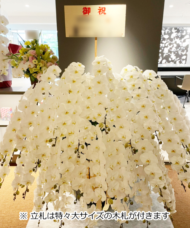 胡蝶蘭 特注 白 30本立ち 生花 |胡蝶蘭の贈り物なら胡蝶蘭専門店【らんや】