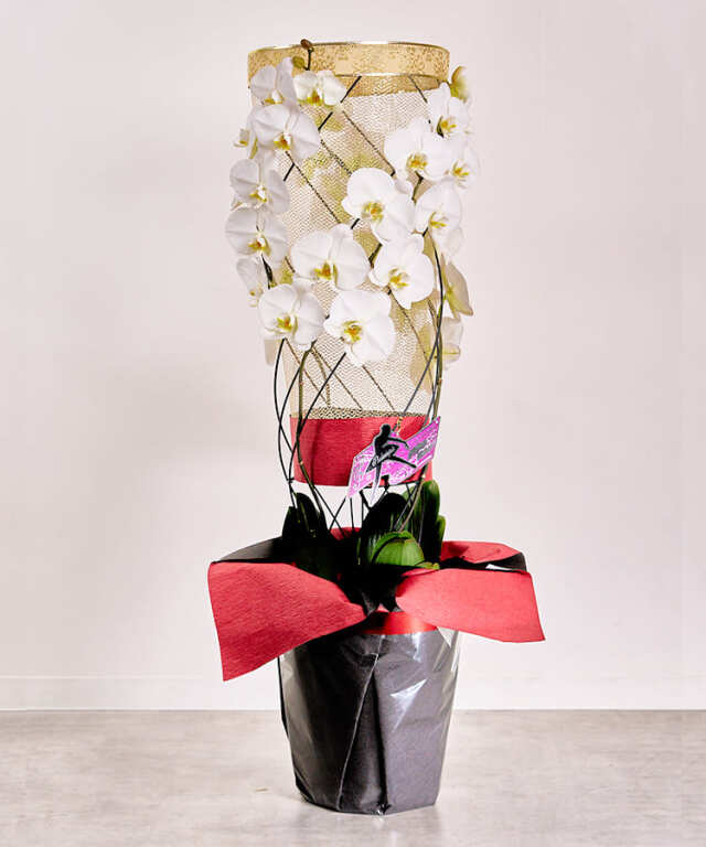 黒臼洋蘭園だけのオリジナル仕立て】 彩華のワルツ オリジナル｜お祝い