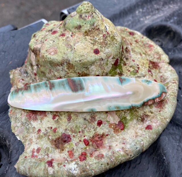 夜光貝【約800～899g/1個】EN:Green Turbo Snail (Size:800-899g, Unit