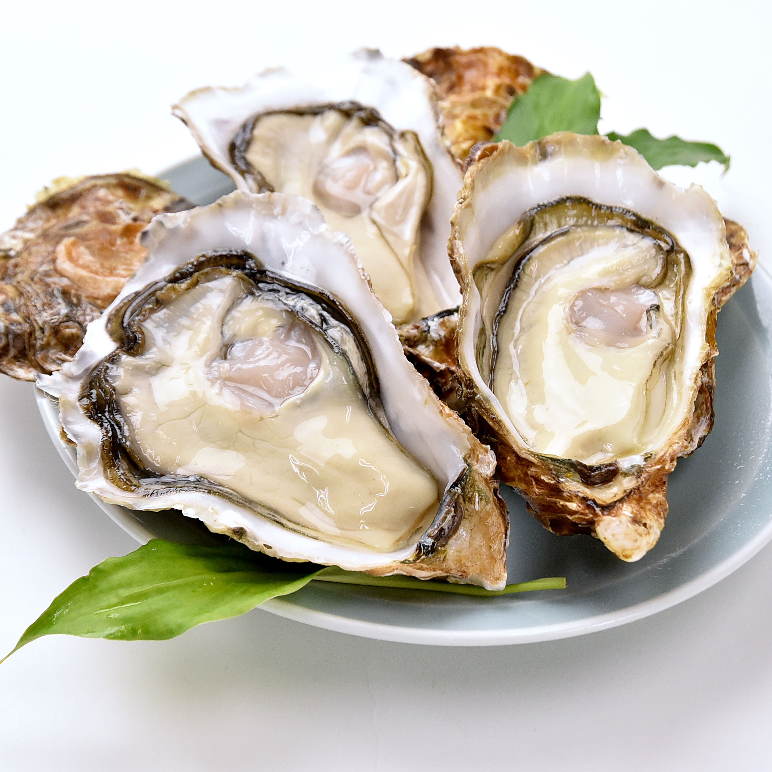 かきギフト》かき小町ハーフシェル4個入り｜広島牡蠣・広島かきの老舗