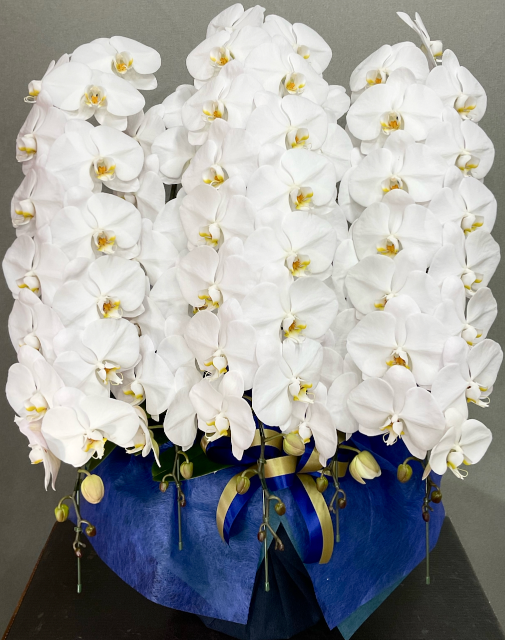 胡蝶蘭5本立 プレミアム【胡蝶蘭専門店プレミアムフラワー】