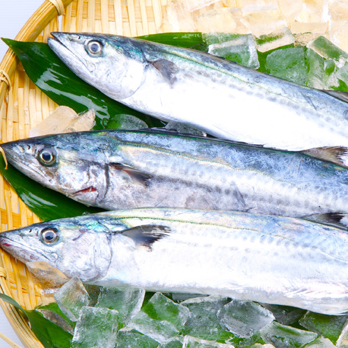 送料無料】 おまかせ鮮魚セット お試しコース