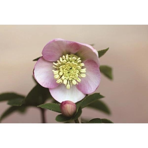 花苗 オリエンタリスハイブリッド苗 クリスマスローズ ミスティローズ