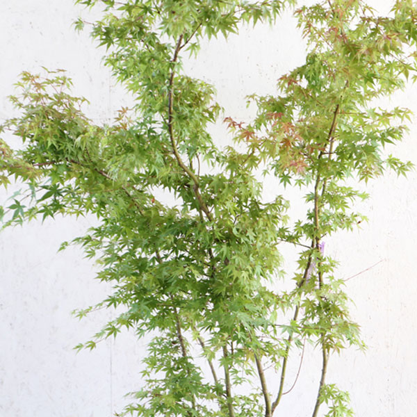 イロハモミジ 株立ち 樹高1.5～1.8m前後 (根鉢含まず)