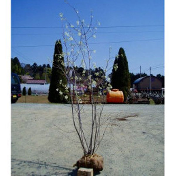 ジューンベリー 株立ち 樹高1.8～2.0m前後 (根鉢含まず)