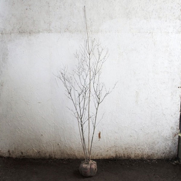 オトコヨウゾメ 株立ち 樹高1.2～1.5m前後 (根鉢含まず)