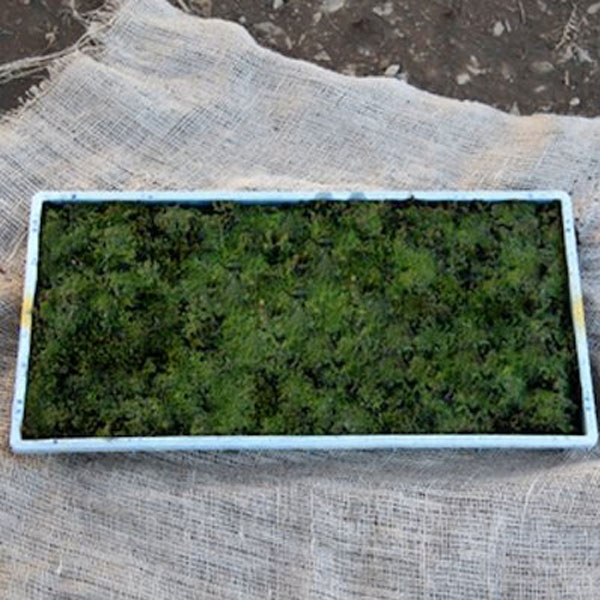 スナゴケ (砂苔) マット 58cm×28cm 10枚セット