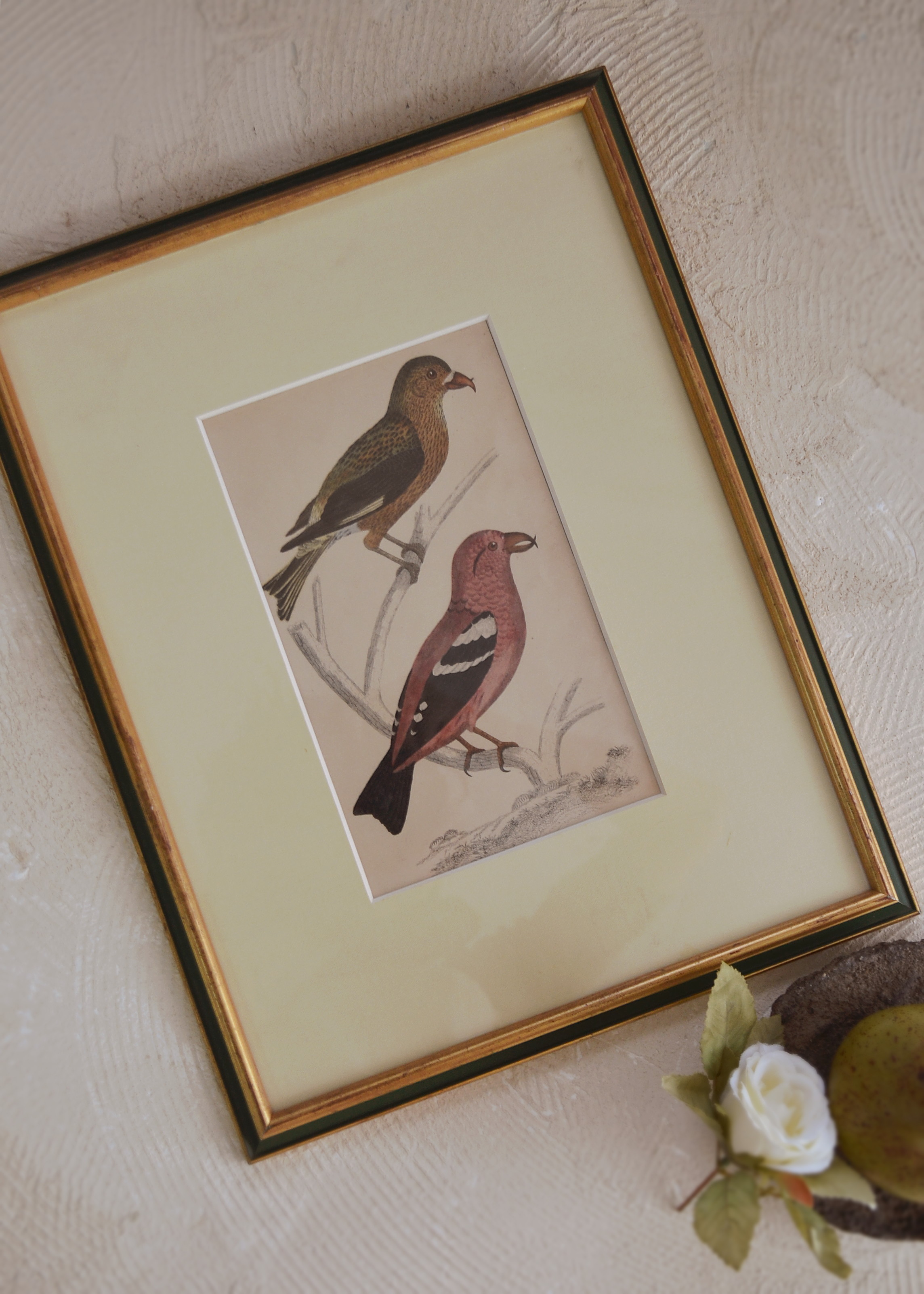 バード 絵画 インテリア ピクチャー イギリスアンティークAntique