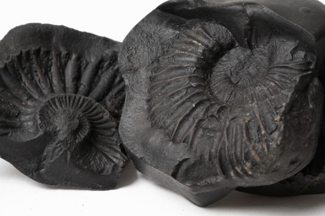 限定！ヒマラヤ産サリグラム（アンモナイト）