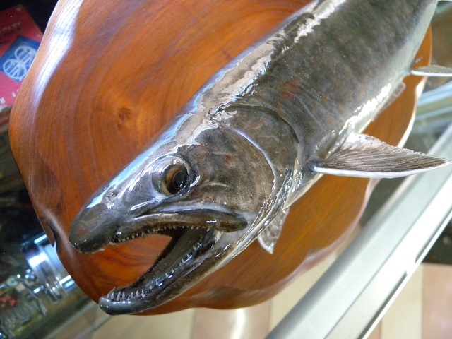 魚の剥製』 【イワナ（岩魚） 43cm 板付き】 ・送料 ： 全国一律