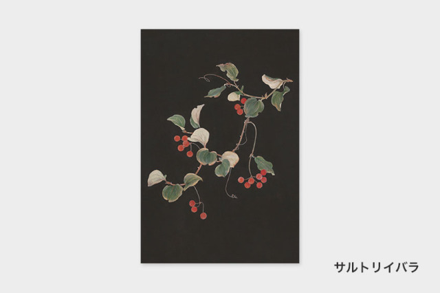 ポストカード〔アート タッチ〕 sasaki megumi 花柄｜タッチアンド