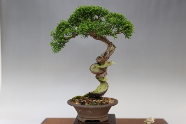 糸魚川真柏 A0198☆松柏 真柏 小品盆栽☆「送料無料」浦部陽向園