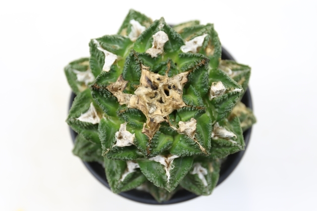 亀甲牡丹ヒントニー A0453☆アリオカルプス 牡丹 サボテン☆「送料無料