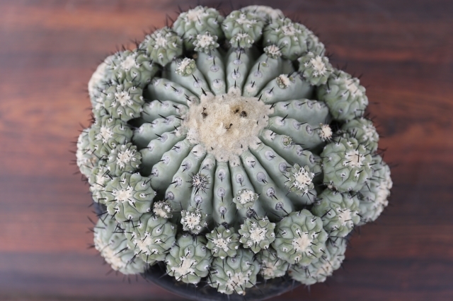 短刺 黒王丸 輸入球 袖ヶ浦接ぎ降ろし A0948☆コピアポア シネレア