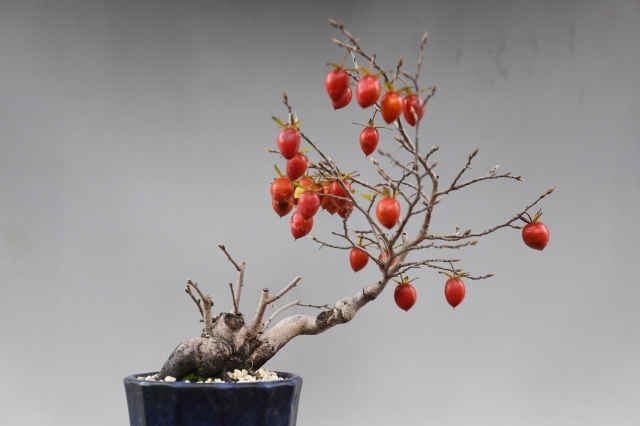 老爺柿（赤実） A0992☆花物実物 柿 小品盆栽☆浦部陽向園