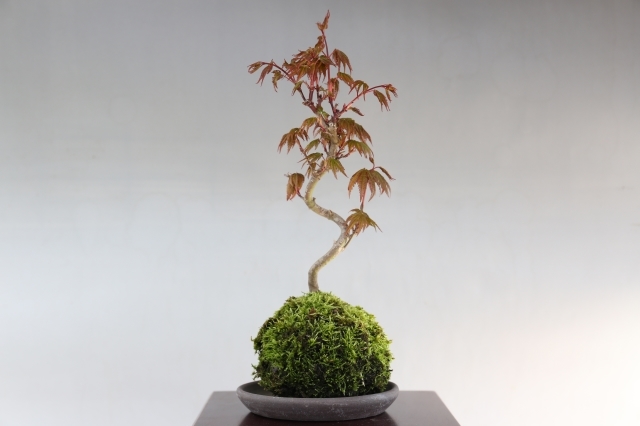 山もみじ A1685 数量もの ギフトにオススメ☆葉物 紅葉 ミニ盆栽☆浦部