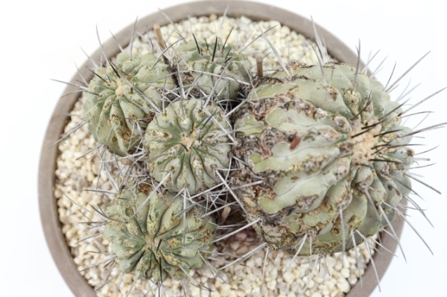 黒士冠（デアルバータ）輸入球群生type A2658☆コピアポア サボテン