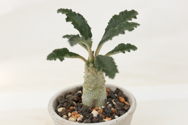 ラブラニー 輸入球 A2893☆ドルステニア 塊根植物 コーデックス