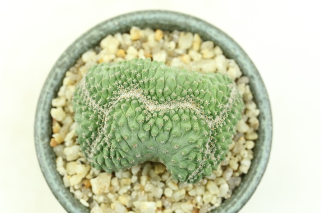 菊水綴化 実生 A2983☆ストロンボカクタス サボテン☆「送料無料」浦部