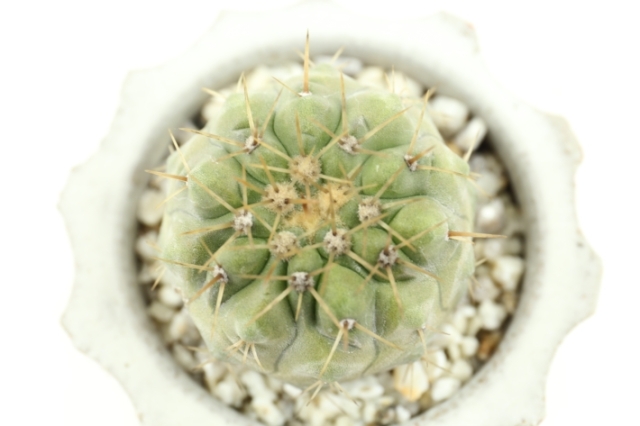 弧竜丸 実生 A2912☆コルムナアルバ コピアポア サボテン☆「送料無料